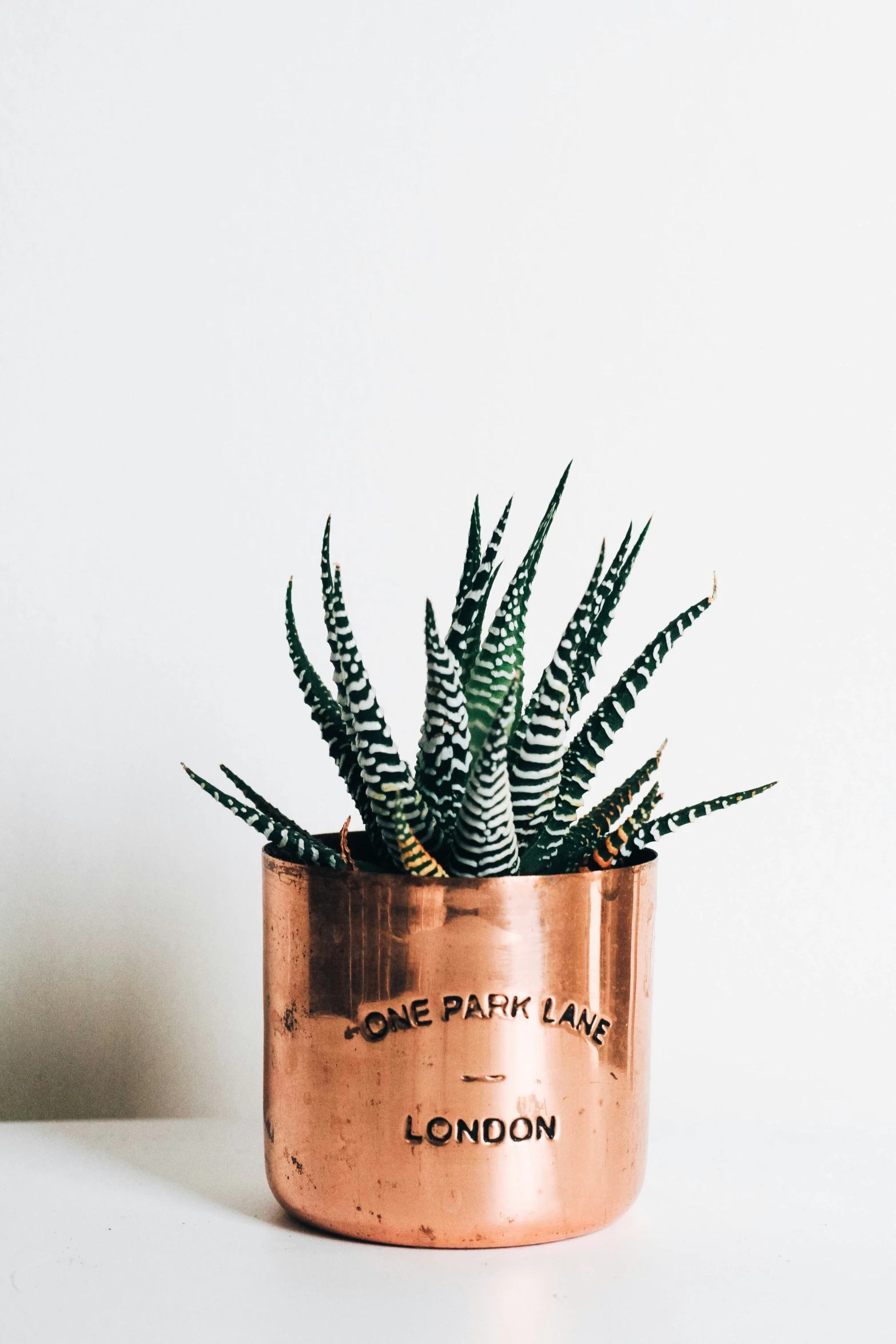 a copper potted plant sitting on top of a white table