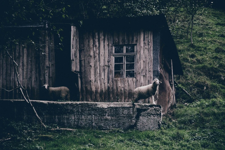 two lambs standing outside an old shed