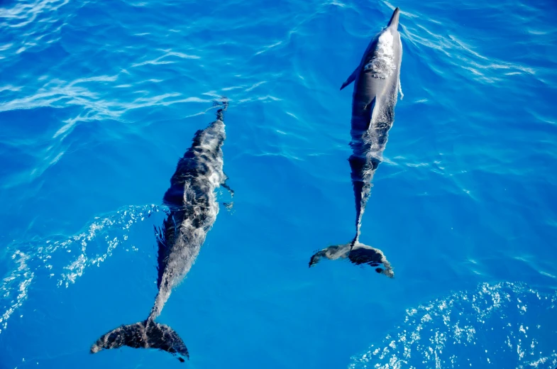 two dolphins swimming in the blue water of the ocean