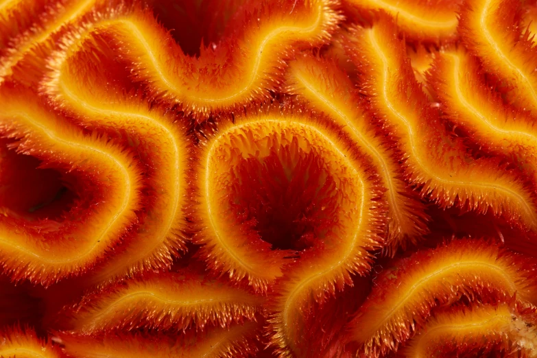 close up view of a coral with multiple layers of orange colors
