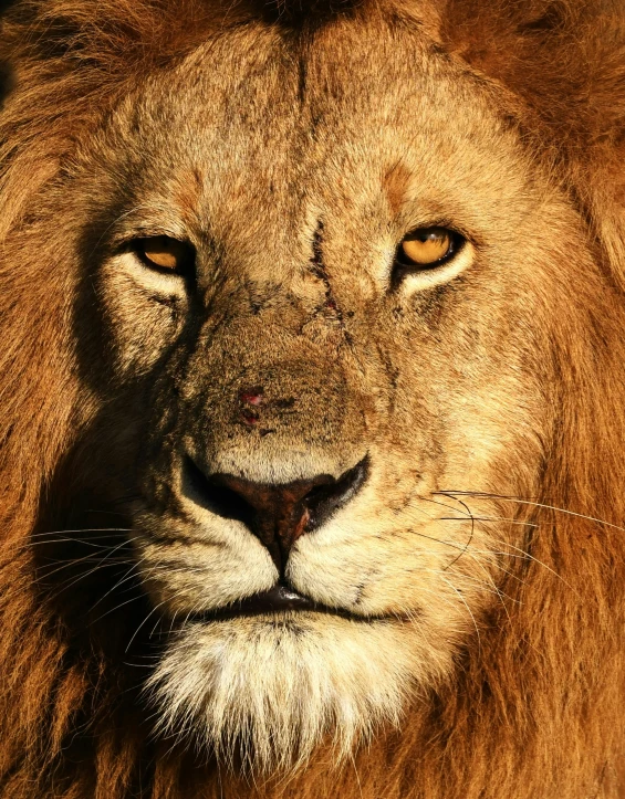 a close - up of the face of a lion