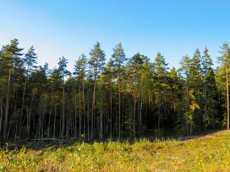 a bench in front of some tall trees