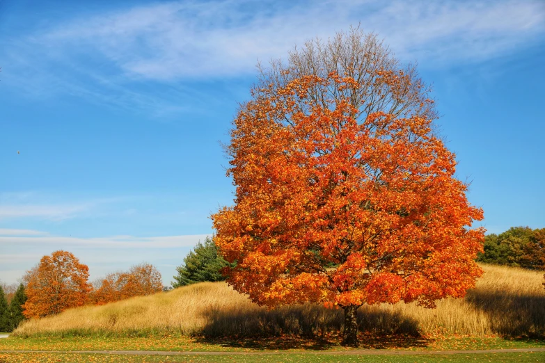 a large tree with orange leaves standing on the side of a hill