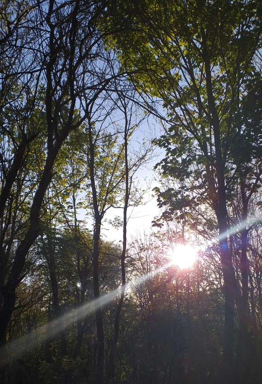 the sun shines through trees in a forested area