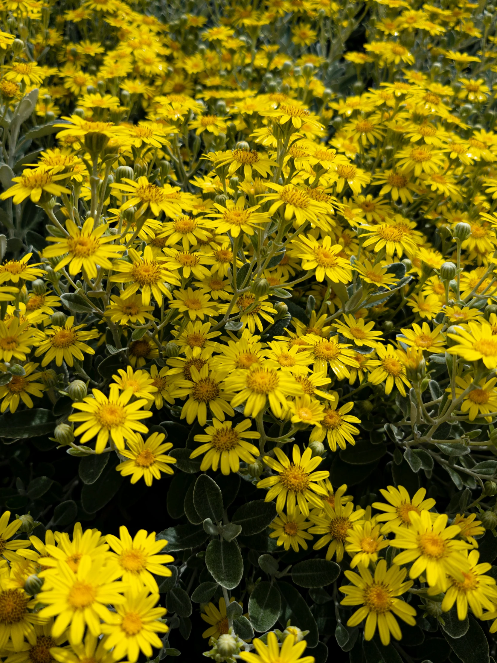 a field of yellow flowers with one flower blooming