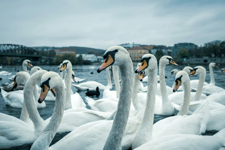 many white swans in the water looking around