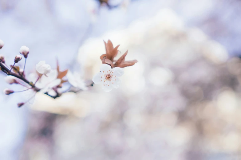 a close up of a flower with a blurry background