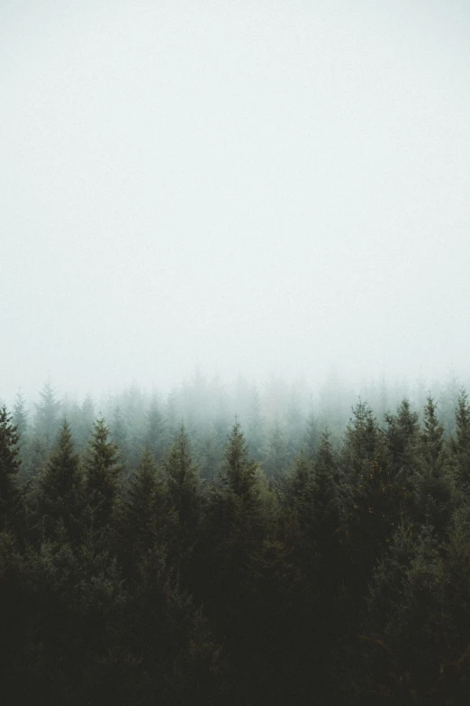 an image of a group of trees in the fog