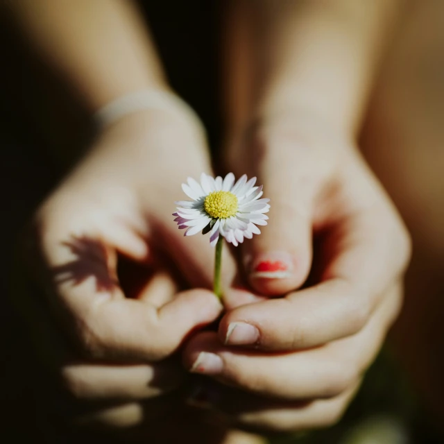 a person holding out her hands with a daisy in it