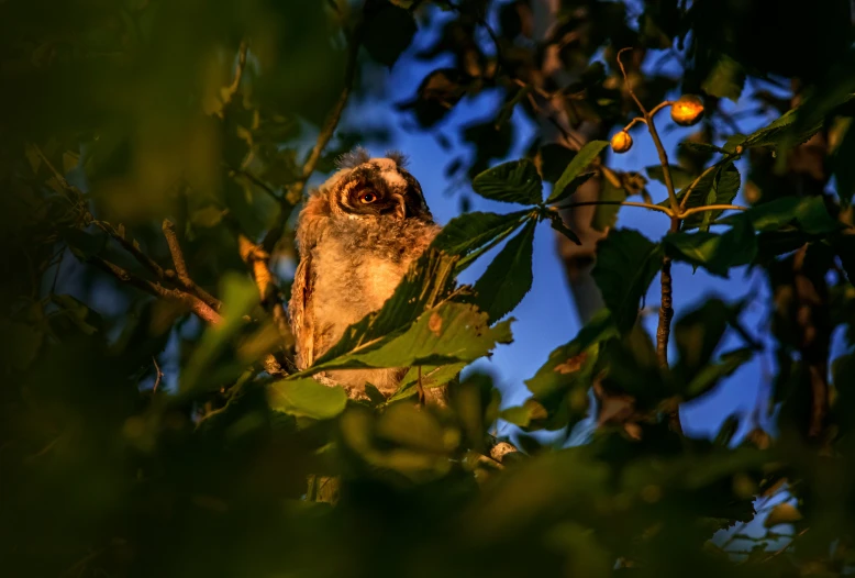 an owl perched in a tree looking for predators