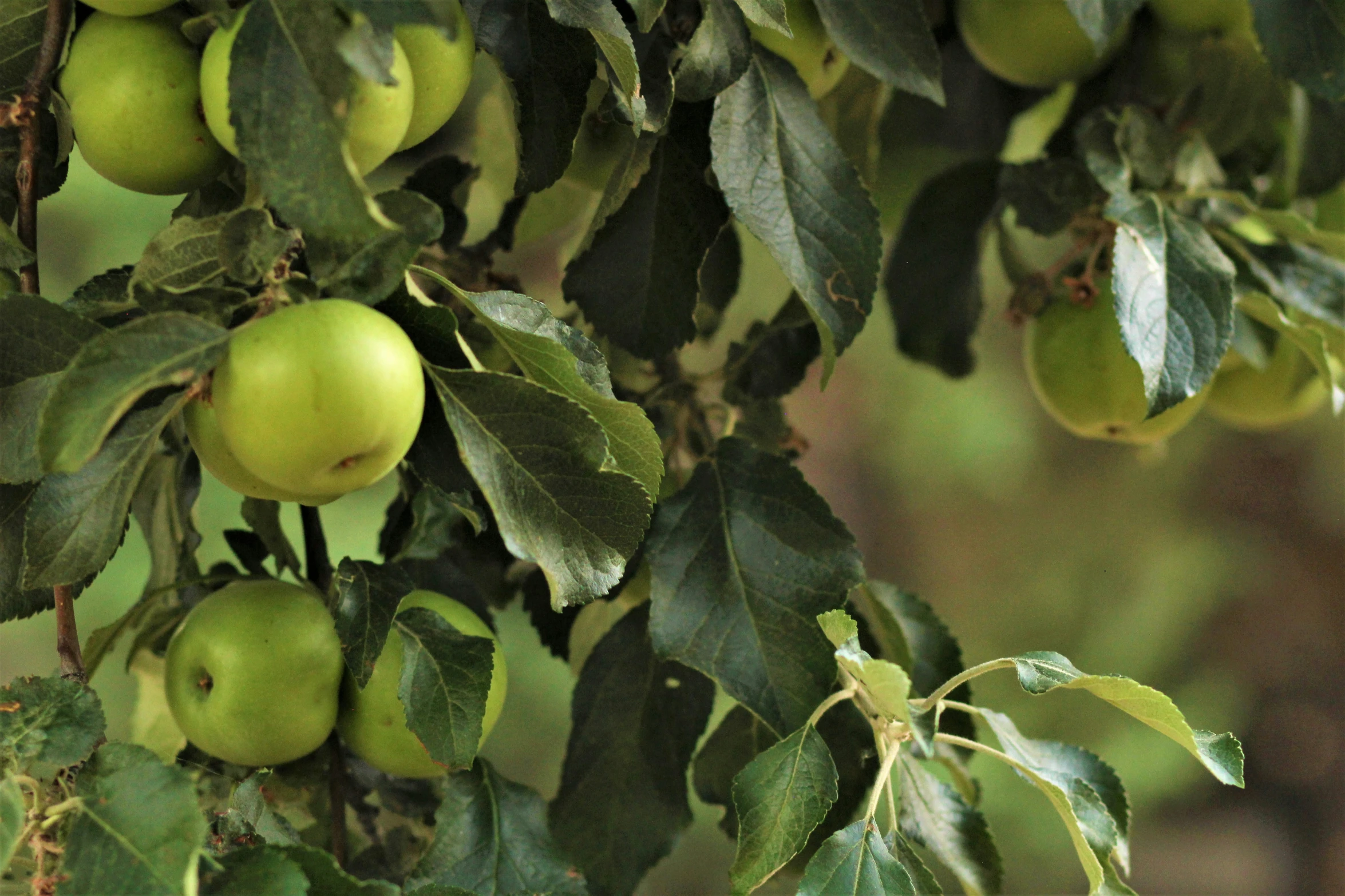 a close up image of the green apples on the tree
