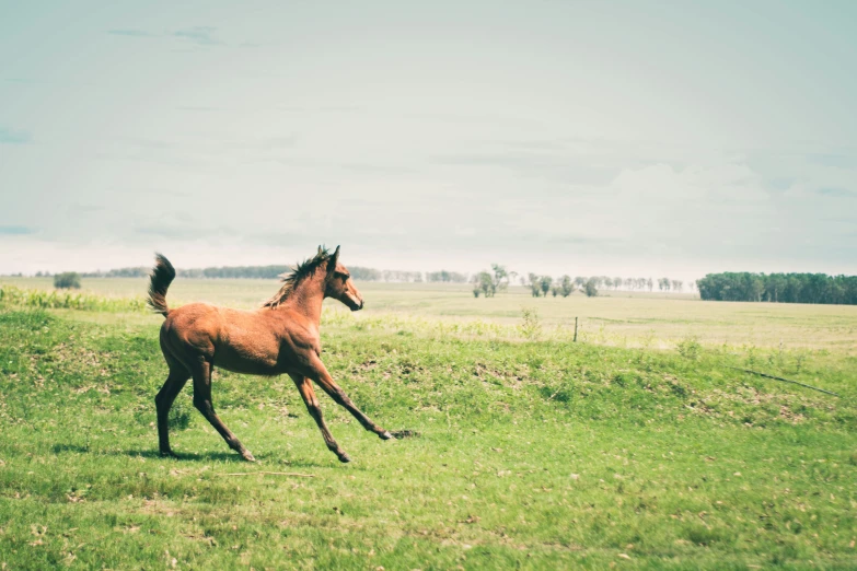 a horse that is standing in the grass