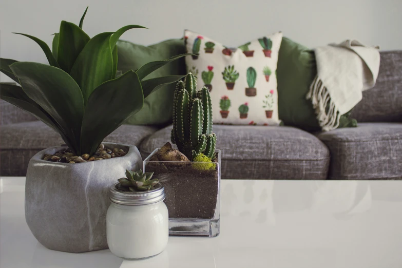 green plants in glass pots near white couch