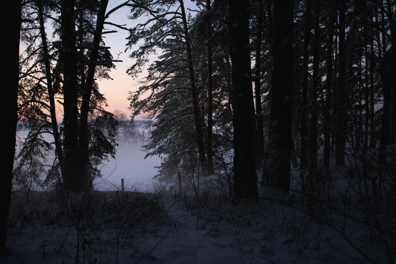 the snow is melting near the evergreen trees