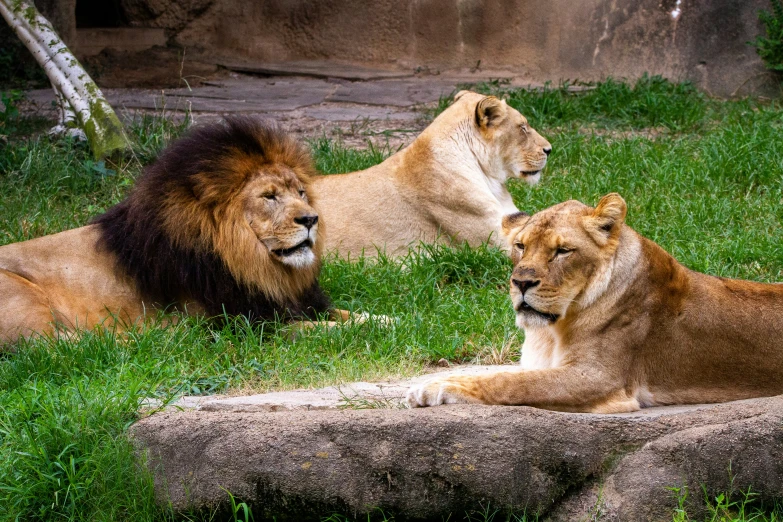 three lions are relaxing in the wild on a sunny day