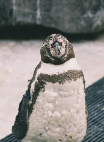 a white and gray penguin on a metal grate