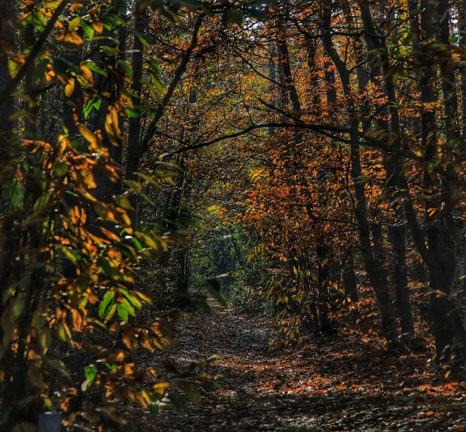 an empty dirt road surrounded by tall trees