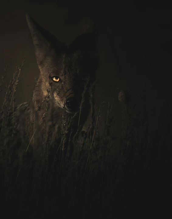 an image of a wolf in the night time