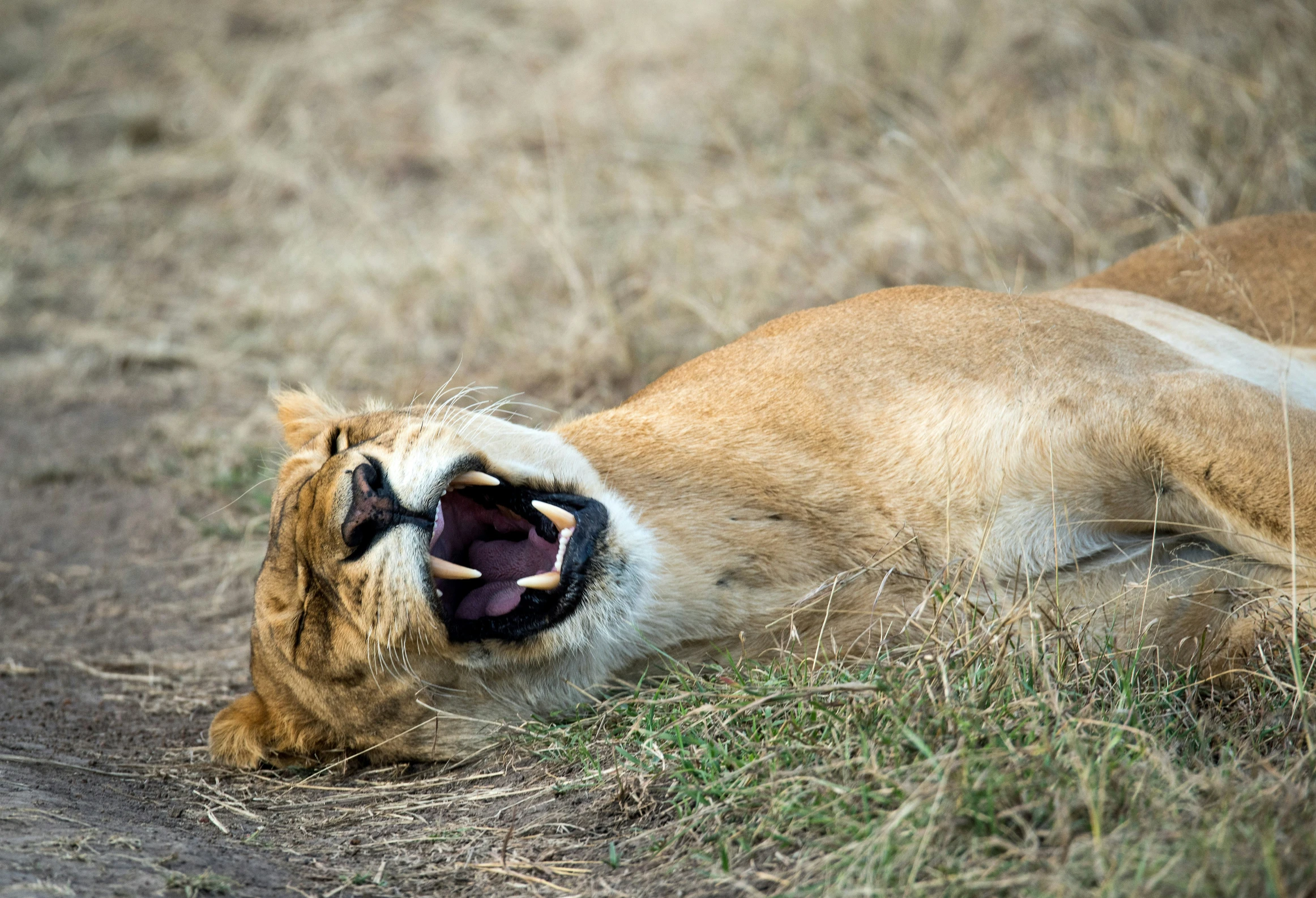 a very big pretty laying on a dry grass ground