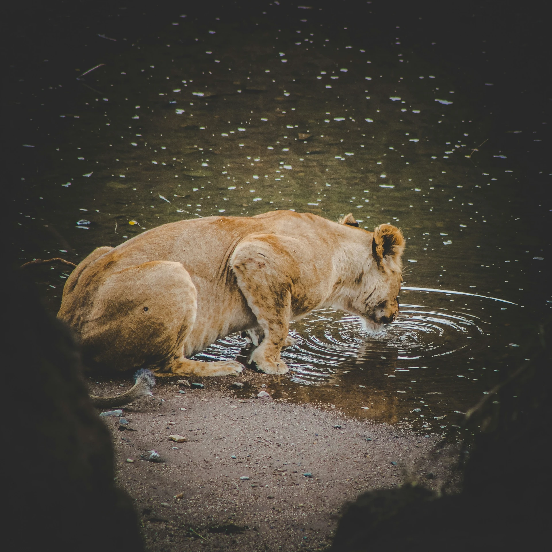 two bears in a stream with rocks under them