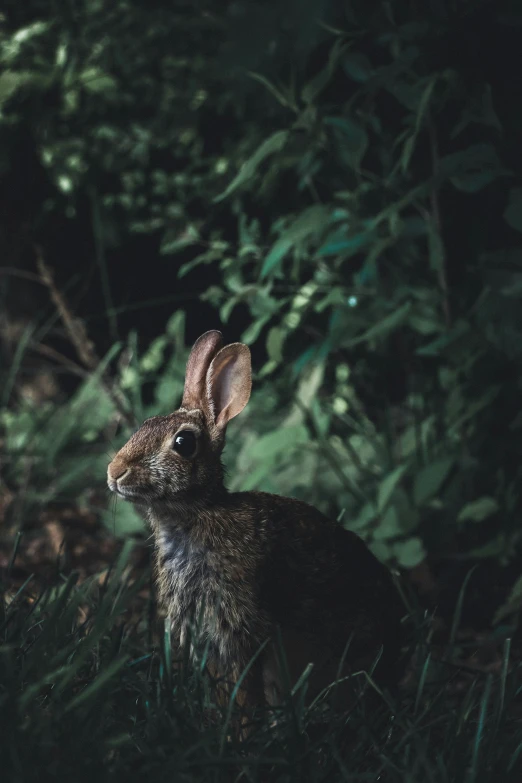 a rabbit is sitting in the dark outside