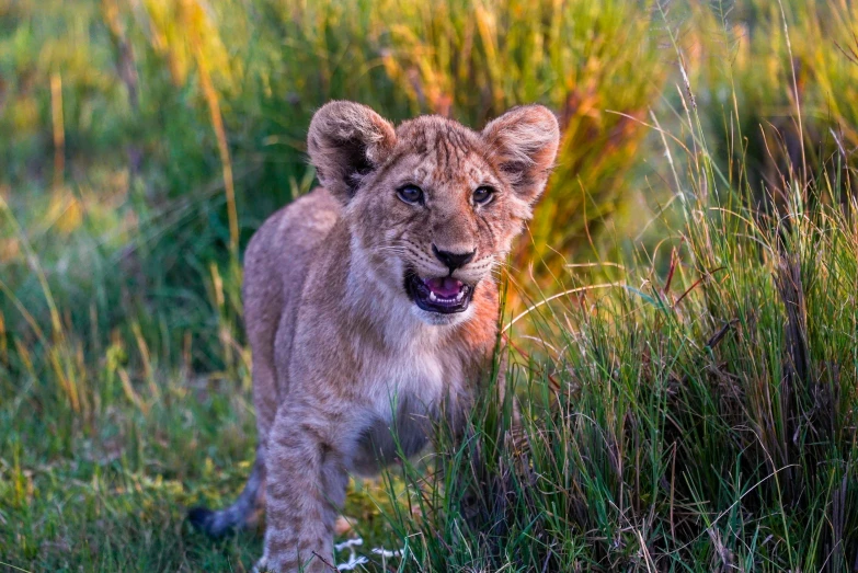 young lion walking through tall grass with mouth open