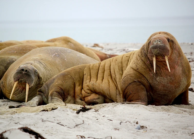 two walpopotamus sit in the sand near the water