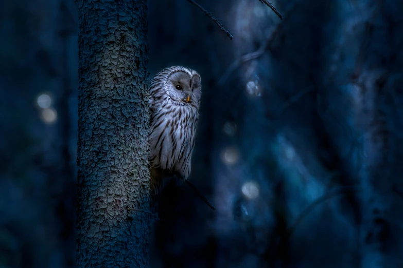 the owl is perched on a tree nch