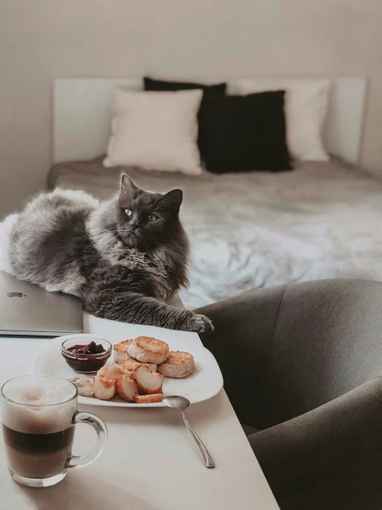 cat sitting on dining room table in front of the coffee and food