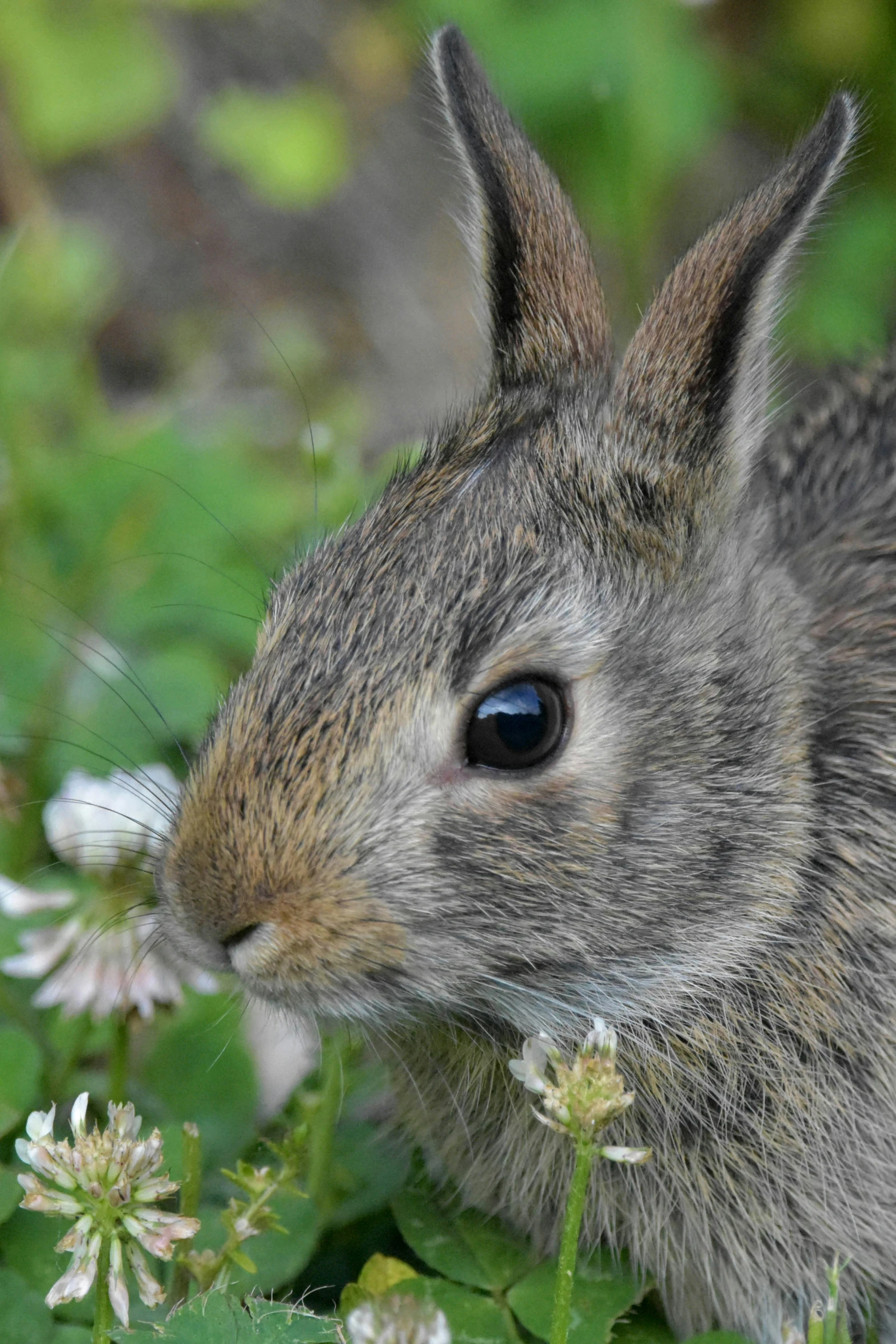 a small rabbit in the middle of some flowers