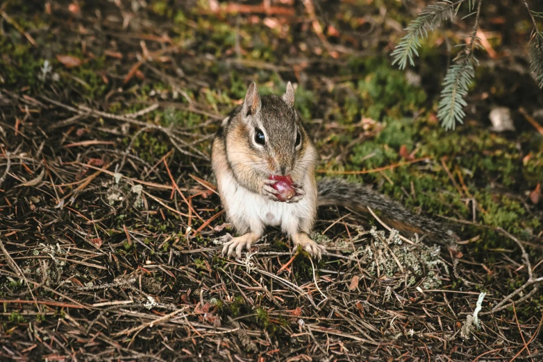 a chippy - chipping animal standing in the grass