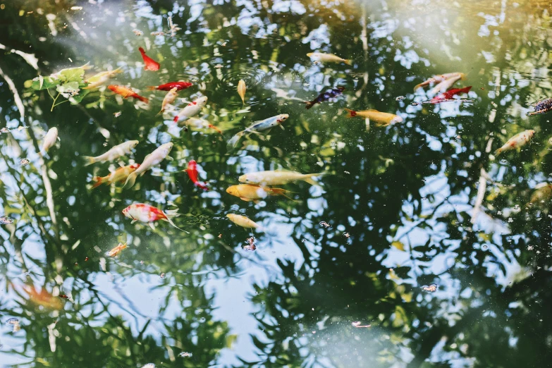 fish swimming around on the pond with trees behind it