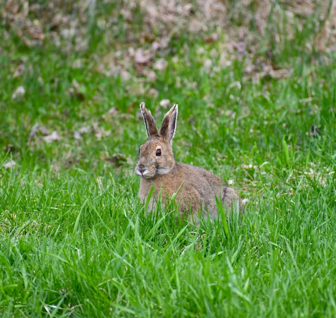 a brown rabbit sitting in the middle of some grass