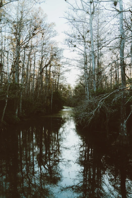 an image of a swampy area with trees reflecting in the water