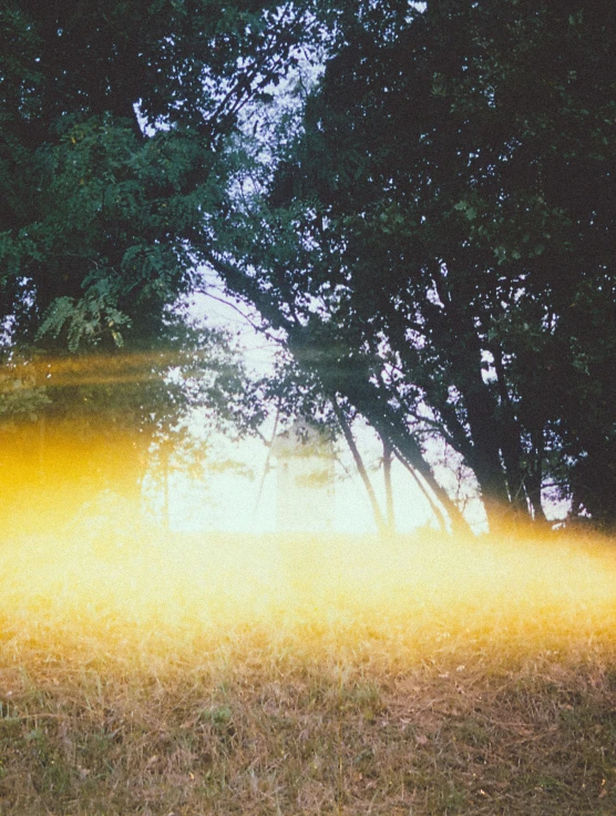 sunlight emitting through the trees into a yellow mist