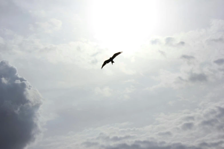 the bird is flying high in the cloudy sky