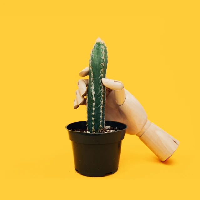 a small cactus with a person touching it