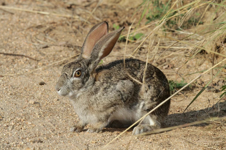 a brown rabbit sitting in the dirt by itself