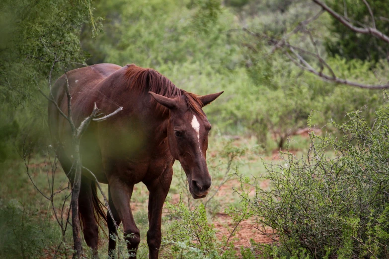 horse in natural habitat grazing on shrubbery