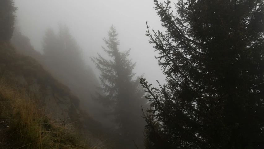 a scenic landscape showing a foggy day and trees