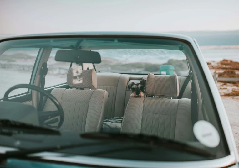 two dogs sitting in a car on the drivers seat