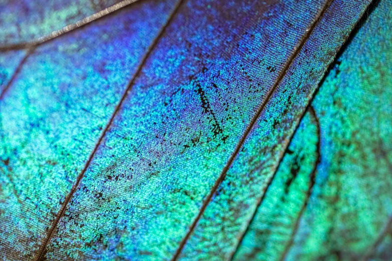 a close up view of the leaves with the veining