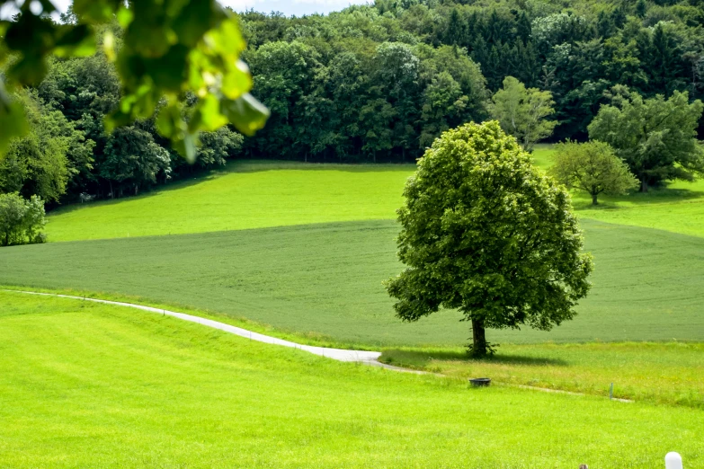 a green field with a tree on top of it