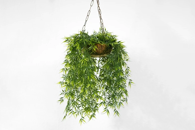 a plant hanging from a metal hook on a wall