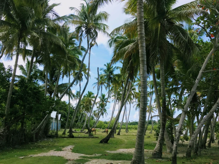 the landscape shows several different trees and shrubs