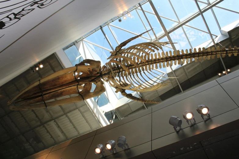 large t - fossil hanging in the center of an exhibit hall