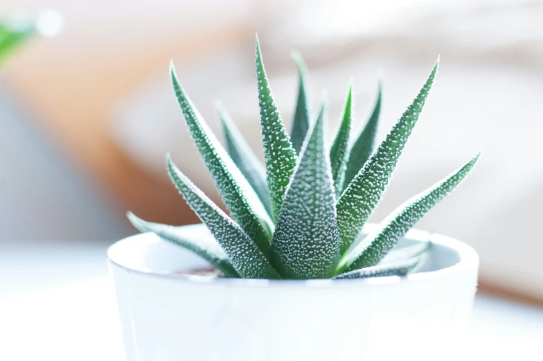 an aloeum in a white ceramic pot on a table