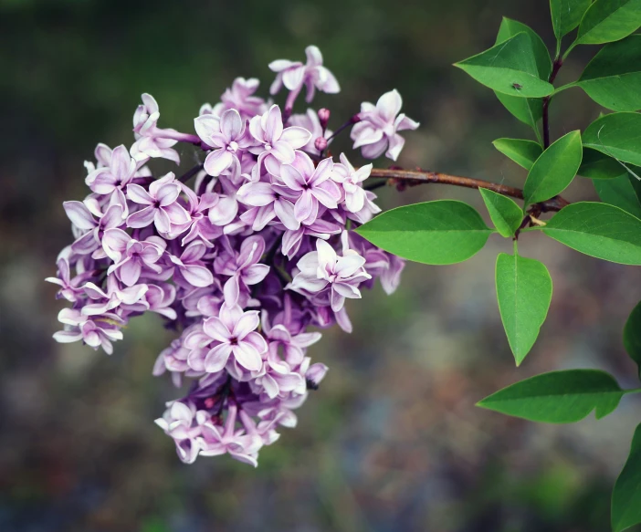 a purple flower that is on some plants