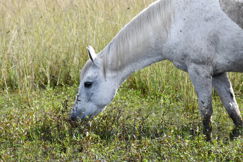 a horse standing in a field grazing on grass