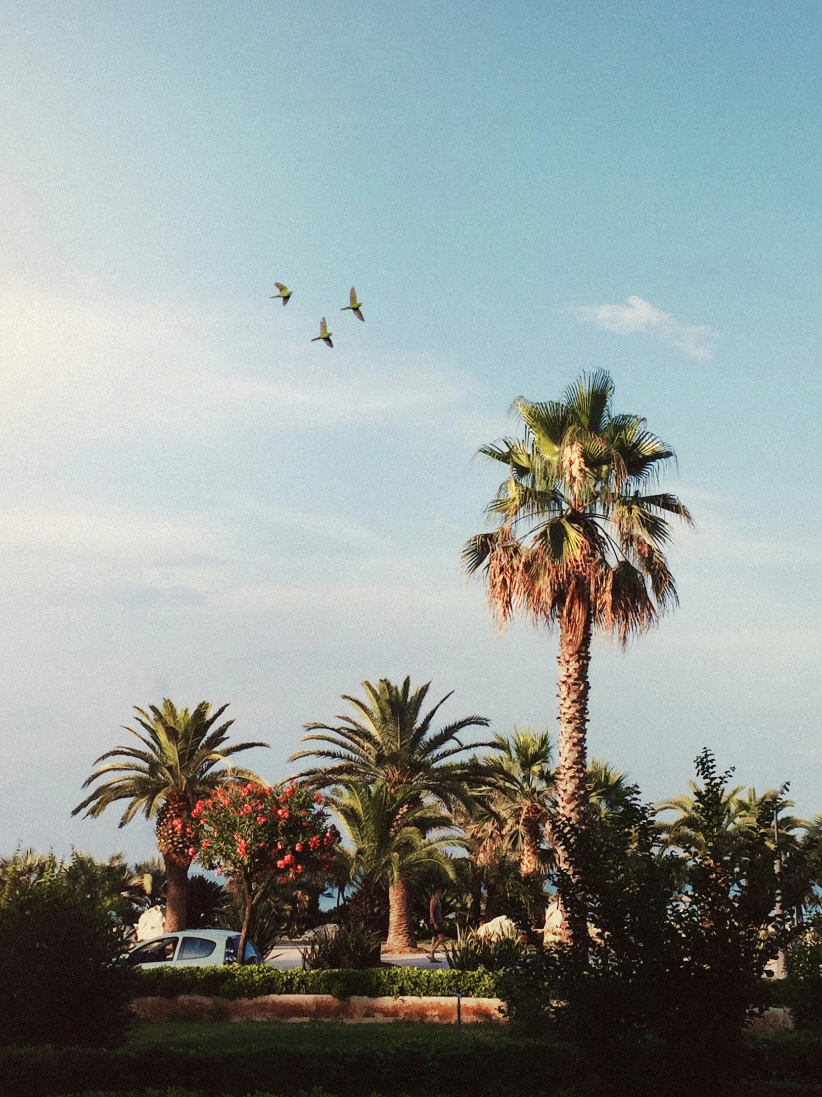 the kites are flying through the air in the daytime